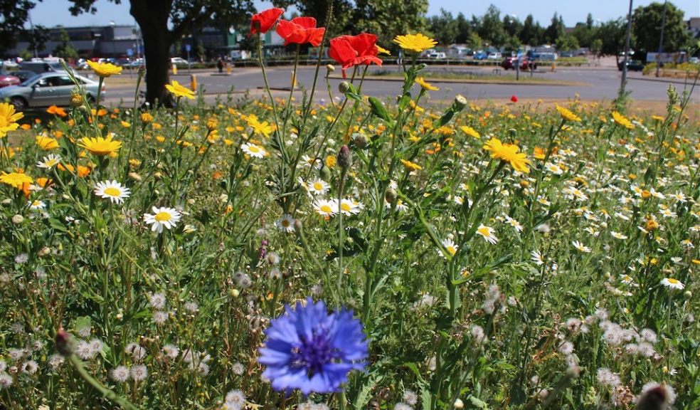 Wild Flower project set to bloom again in Exeter The Exeter Daily